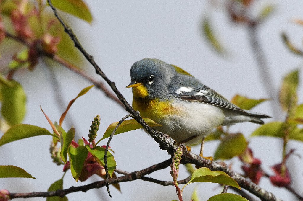 Warbler, Northern Parula, 2017-05075220 Parker River NWR, MA.JPG - Northern Parula. Parker River National Wildlife Refuge, MA, 5-7-2017